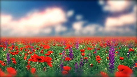 Field of red poppies and cloudy sky Stock Footage 123763175