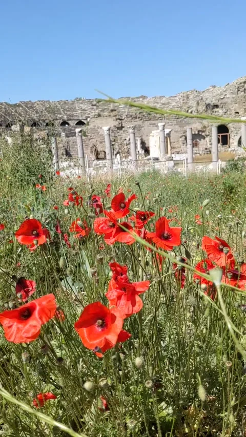 A field of red poppies on the background of an ancient amphitheater in Turkey Stock Footage 299530581