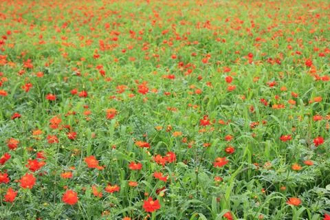 Field of red poppies close up Stock Photos