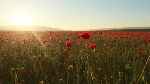 Field with red poppies in the counter light of sunlight Stock Footage 150738261