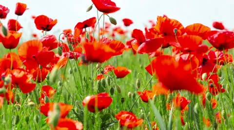 Field of red poppies Stock Footage 23793060