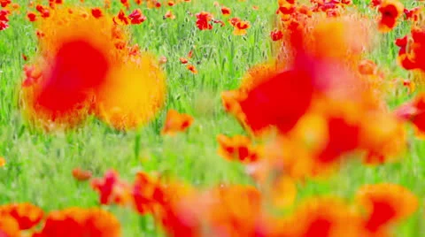 Field of red poppies Stockbeeldmateriaal 24468683