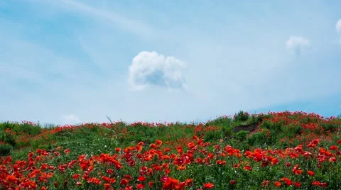 Field of red poppies Stock Footage 63569606