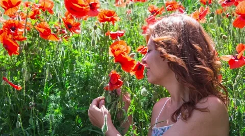 Field of red poppies Video stock 63572638