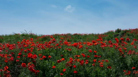 Field of red poppies Stock Footage 63580196