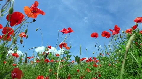 Field of red poppies Stock Footage 63849627
