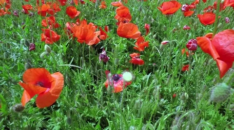 Field of red poppies Vidéo 63853390
