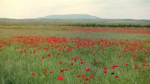 Field of red poppies Stock Footage 72767917
