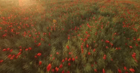 Field of red poppies Vidéo 87091543