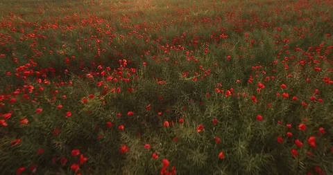 Field of red poppies Vidéo 87091562