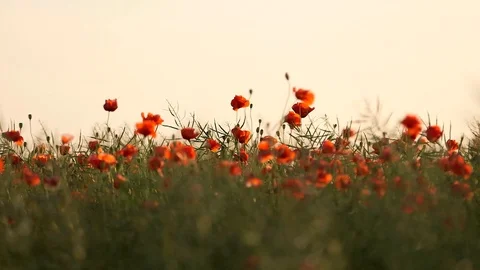 Field of red poppies 스톡 동영상 87091571