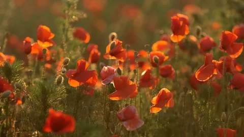 Field of red poppies Vidéo 87091579