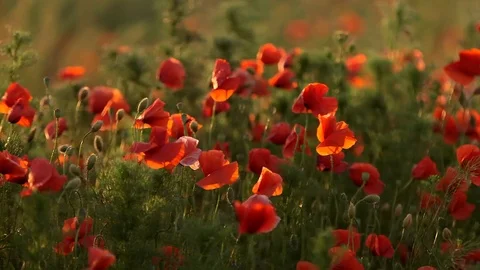 Field of red poppies Vidéo 87091588