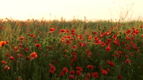 Field of red poppies Vidéo 87091594