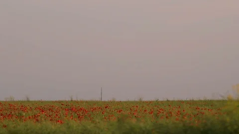 Field of red poppies Vidéo 87091601