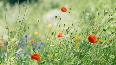 Field Of Red Poppies Stock Footage 93041374