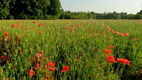 Field of red poppies Stock Footage 220313243