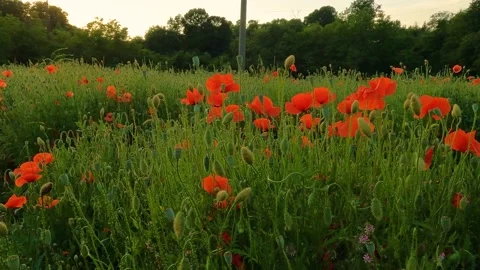 Field of red poppies Stock Footage 229568418