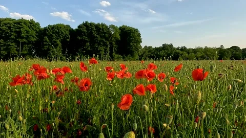 Field of red poppies Stock Footage 231728556