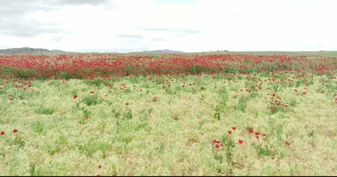 Field of red poppies. Stock Footage 241440977