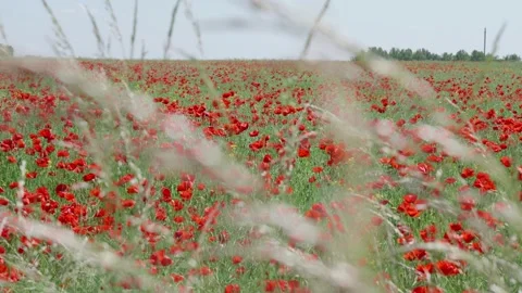 Field of red poppies Stock Footage 243676859