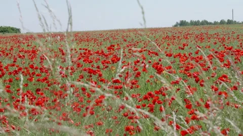 Field of red poppies Stock Footage 243676950