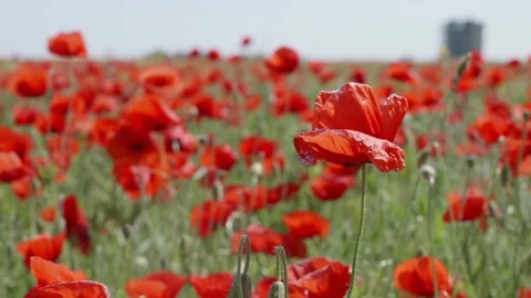 Field of red poppies Stock Footage 243682239