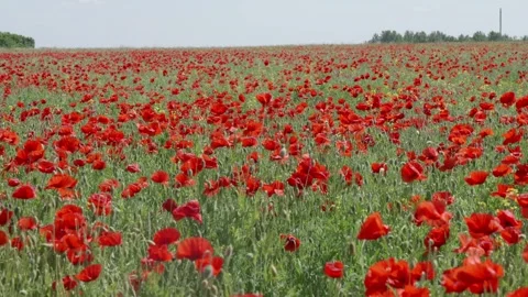 Field of red poppies Stock Footage 243682305