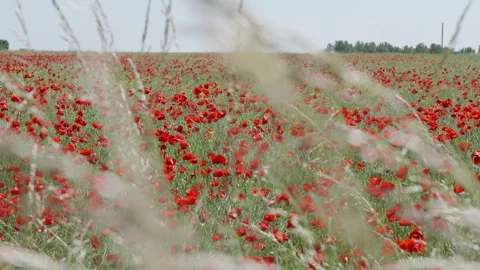 Field of red poppies Stock Footage 243682461