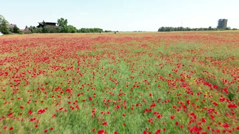 Field of red poppies Stock Footage 243683199