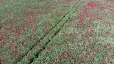 Field of red poppies Stock Footage 243683678