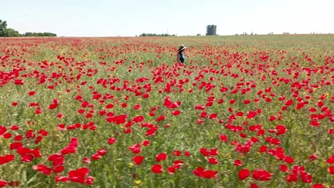 Field of red poppies Stock Footage 243704980