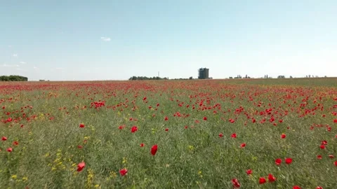 Field of red poppies Stock Footage 243705280