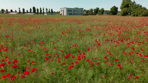Field of red poppies Stock Footage 243705719