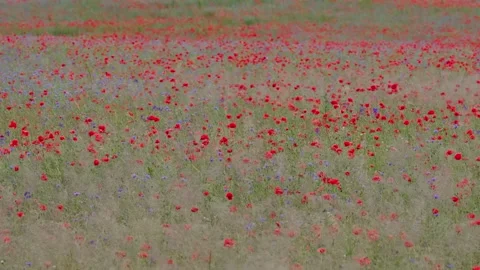 A field of red poppies Stock Footage 314463816