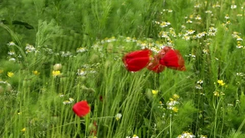 Field of red poppies in spring Video stock 275375516