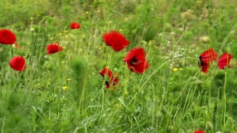 Field of red poppies in spring Stock Footage 275375562