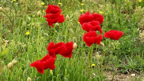 Field of red poppies in spring Stock Footage 275375692