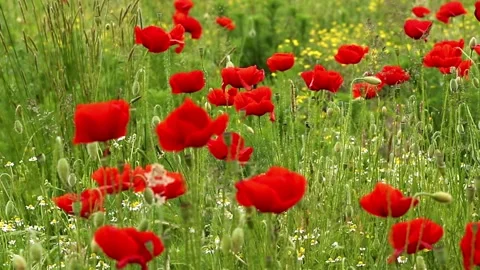 Field of red poppies in spring Stock Footage 275375877