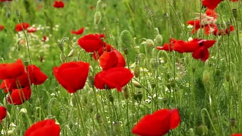 Field of red poppies in spring Stock Footage 275375924
