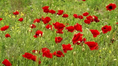 Field of red poppies in spring Stock Footage 275376046