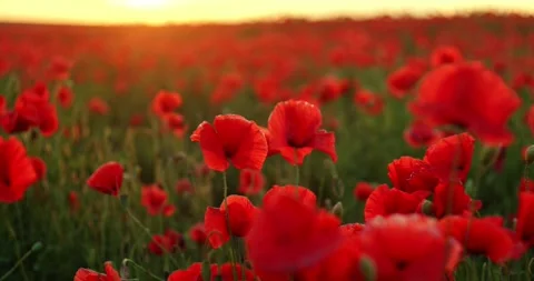 A field of red poppies at sunset Stock Footage 277974881