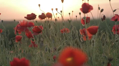 Field of red poppies at sunset on wind Stock-Footage 7769168
