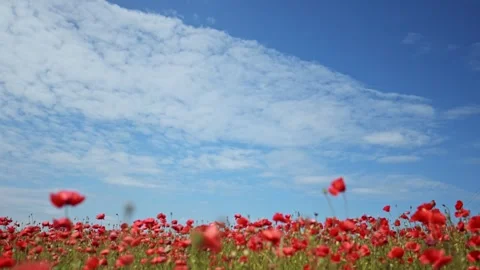 Field of red poppies under a breezy sky, wide-angle slow-motion shot. Stock Footage 307612673
