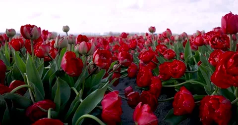 A field of red terry tulips. Close-up. Fields of tulips in Holland. Stock Footage 241443193
