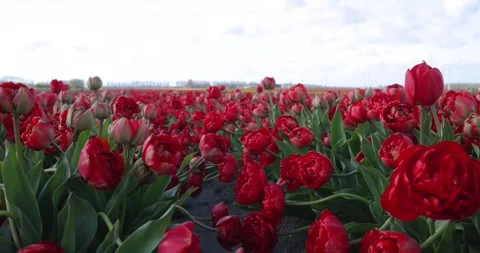 A field of red terry tulips. Close-up. Fields of tulips in Holland. Stock Footage 241443295