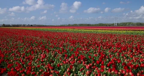 A field of red terry tulips. Close-up. Fields of tulips in Holland. Stock Footage 241443392
