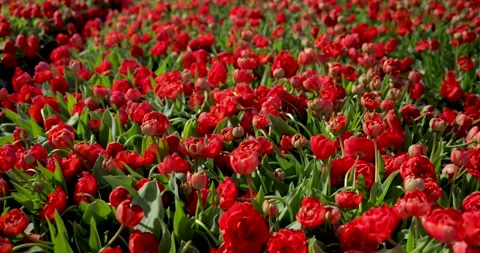 A field of red terry tulips. Close-up. Fields of tulips in Holland. Stock Footage 241443593