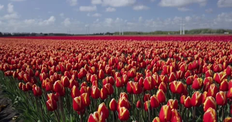 A field of red terry tulips. Close-up. Fields of tulips in Holland. Stock Footage 241443729