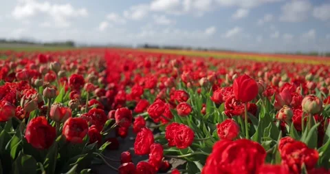 A field of red terry tulips. Close-up. Fields of tulips in Holland. Stock Footage 241443915